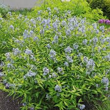 Image result for Tabernaemontana odoratissima