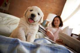 We did not find results for: What To Expect From Your New Puppy The Dogington Post