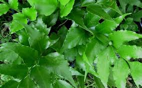Cyrtomium falcatum, or japanese holly fern, is an exceptional fern with very interesting form and texture. Holly Fern 1 Gallon Perennial Perennials For Cut Flowers Foliage Togogarden