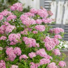 Image result for Spiraea japonica ´Little Princess