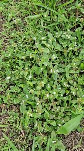 Image result for Richardia scabra