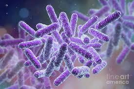 Image result for Enterobacteriaceae