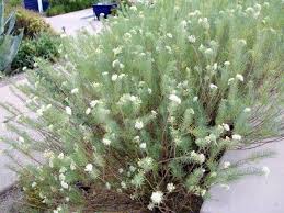 Image result for Linaria