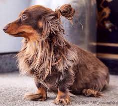 Man buns and top knots were all the rage a few years ago. Our Present To You Dogs In Man Buns Glamour