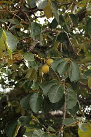 Image result for Schinziophyton rautanenii