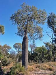 Image result for Brachychiton