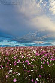 Endless Cosmos By Morkel Erasmus 500px South African Flowers Cosmos Flowers Cosmos