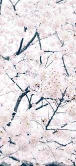Com Apple Iphone Wallpaper Ma64 Sakura Cherry Spring Cherry Blossom Iphone X Wallpaper Hd 1125x2436 Download Hd Wallpaper Wallpapertip Cherry blossoms hd wallpapers hd wallpapers inn. com apple iphone wallpaper ma64 sakura