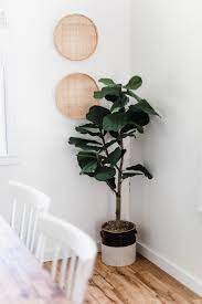 4.4 out of 5 stars with 8 ratings. How To Pot Your Faux Fiddle Leaf Fig Tree Lauren Mcbride