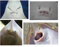Image result for Stingray