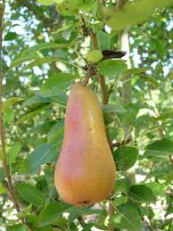Do you need male and female pear trees? Abate Fetel Aka Abbe Fetel General Fruit Growing Growing Fruit