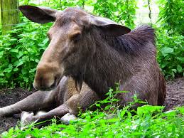 Image result for sleeping moose