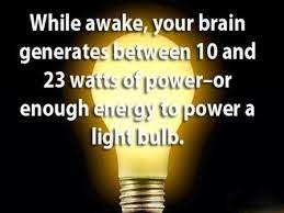 Human Brain Fact Science Energy Brain Biology Anatomy Brain Facts Human Brain Facts Physics Facts