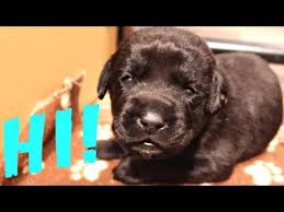 Newborn puppies cannot support their weight for the first two weeks of life, so they crawl around on their bellies, paddling and pushing with their legs and building strength. Labrador Puppies Open Their Eyes And Walk Youtube