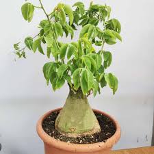 Image result for Adenia fruticosa