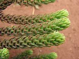 Image result for Araucaria cunninghamii