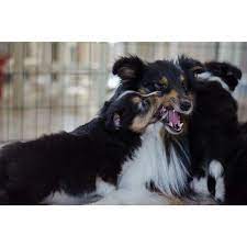 Shetland Sheepdog Shetland Sheepdog Shetland Sheepdog Puppies Sheltie Puppies For Sale