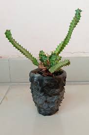 Image result for Euphorbia persistentifolia