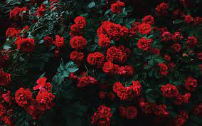 Red Roses Aesthetic 3840x2400 Wallpaper Teahub Io Den baesta samlingen av rosa estetiska tapeter. red roses aesthetic 3840x2400