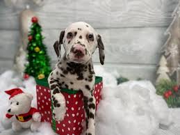 Dalmation cross ebt puppies 2 girls 1 boy 11 weeks old can be seen with the mother (dalmation) father an english bull terrier wormed up to date microchipped nails trimmed active family homes wanted for these. Dalmatian Puppies Petland Grove City Oh