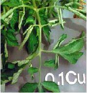 Know the most common tomato diseases and what to do if they save your tomato plants from these common diseases. Nutritional Deficiencies Of Tomato Vikaspedia