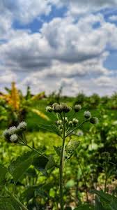 Image result for Adenostemma