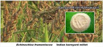 Indian Barnyard Millet Echinochloa Frumentacea Millet Plant Millet Plants