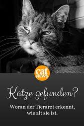 du hast eine katze gefunden so kann der tierarzt ihr alter ermitteln cat news net tierarzt katzen katzen alter