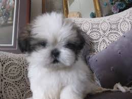 She loves to run around with her friends and play with her toys. Shih Tzu Puppies For Adoption Near Me The W Guide