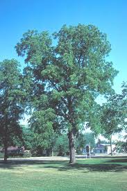 Image result for Juglans