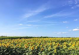 Maybe you would like to learn more about one of these? 9 Beautiful Flower Fields Worth The Drive Chicago Parent