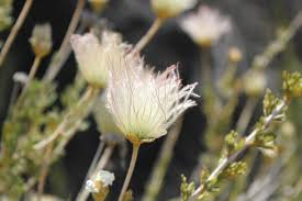 Image result for Alinula paradoxa