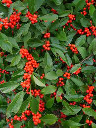 Ultimate Guide To Winterberry Holly Proven Winners Winterberry Holly Grasses Garden Winterberry