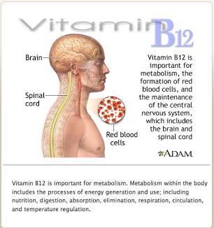 Vitamin B12 and folic acid are co-factors in red blood cell development., AI generated