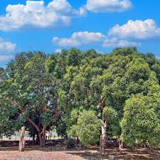 Image result for Ficus obliqua