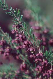 Suncrest Nurseries Inc Plant Introductions By Suncrest Nurseries