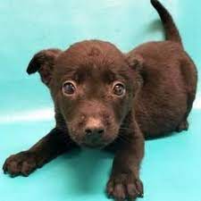 Maybe you would like to learn more about one of these? Available Pets At Wright Way Rescue In Morton Grove Illinois Cute Animals Pets Puppies