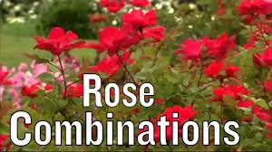 Care of knock out roses. Planting Knock Out Roses In Combination With Drift Roses Youtube
