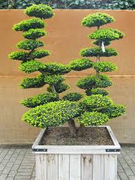 P1030611 Mk In 2020 Gartenbonsai Design Kleiner Garten Gartendesign Ideen