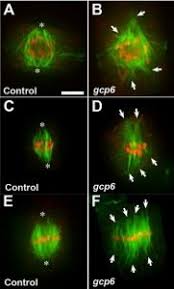 Microtubules function in plant cell. Plantae The G Tubulin Complex Protein Gcp6 In Crucial For Spindle Morphogenesis But Not Essential For Microtubule Reorganization In Arabidopsis Oa Plantae