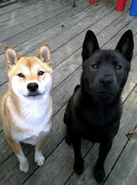 Black And Tan Shiba Inu Mix Pin On Dogs