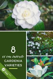 Gardenia Guide How To Take Care Of A Gardenia Plant In 2020 Gardenia Plant Plants Gardenia