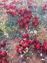 Sturt Desert Peas Near Roxby Downs South Australia Birds Of Australia South Australia Outback Australia