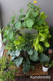 Search the world's information, including webpages, images, videos and more. Kubi Ttg Time To Grow Paradiesgarten Maag