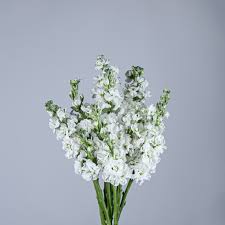 Image result for Matthiola