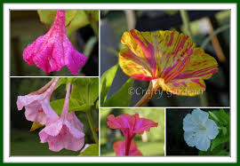 How to grow four o'clock flowers. Crafty Gardener Four O Clocks