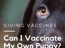 Maybe you would like to learn more about one of these? How To Do Puppy Vaccinations And Give Your Puppies Shots Pethelpful