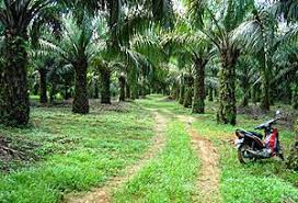 Pemupukan kelapa sawit merupakan kegiatan perawatan tanaman yang bertujuan untuk memberikan makanan pada tanaman sawit. Kesan Sosial Dan Alam Sekitar Terhadap Minyak Sawit Wikipedia Bahasa Melayu Ensiklopedia Bebas