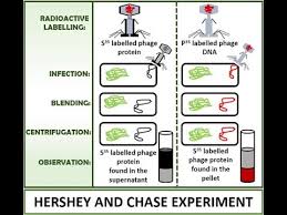 Maybe you would like to learn more about one of these? Hershey And Chase Experiment Dna Is The Genetic Material Youtube