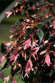 Bonfire Begonia Begonia Annual Garden Perennial Flowering Plants